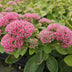 6x Sedum 'Autumn Joy' - 10-25cm - Ø9cm Bild 6