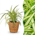 Green boutiQ - Zimmerpflanze - Chlorophytum comosum Variegatum - Bunte Graslilie - Haustierfreundliche Pflanze - Grün - 1 Pflanze - mit Korb - Topf 12cm - Höhe 20cm