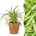 Bunte Graslilie (Chlorophytum comosum Variegatum) mit Korb Bild 1