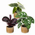3x Baby Jungle Mix: Tropische Vielfalt Ø6cm, ↕10-15cm Bild 2