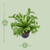 Asplenium Nidus Crissie - Vogelnestfarn | Ø23cm | ↕55cm Bild 2