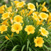 Green boutiQ - Perennial - Hemerocallis Stella d'Oro - Daylily - Bee and Butterfly Attractors - Yellow - 6 Plants - Pot 11cm - Height 15-25cm Bild 5