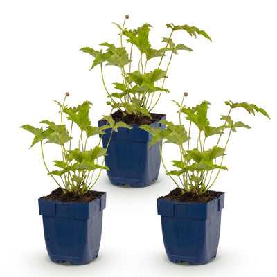 Green boutiQ - Perennial - Anemone hybr. Hon. Jobert - Autumn Anemone - Shade - White - 3 Plants - Pot 11cm - Height 15-25cm