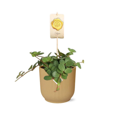 Peperomia 'Hope' im ELHO Vibes Fold Topf 14 cm gelb