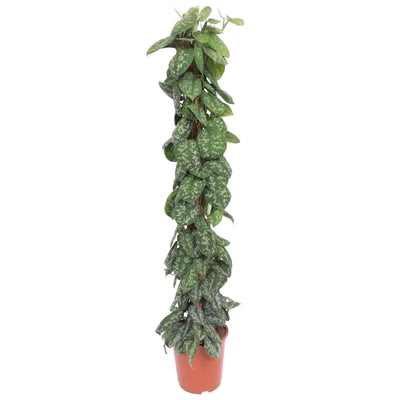 Scindapsus Pictus Trebie mit Moosstab - 160 cm - Ø30