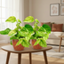 Epipremnum Marble Queen - Set of 2 - Ø15cm & Ø12cm Bild 2