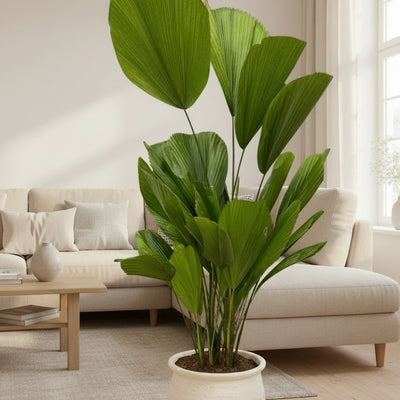 Licuala Grandis - Fächerpalme, 100 cm, Ø19