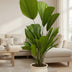 Licuala Grandis - Fan Palm, 100 cm, Ø19 Bild 2