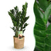Zamioculcas ZZ-Pflanze mit Korb, pflegeleicht, 65-75cm, Topf 17cm Bild 1