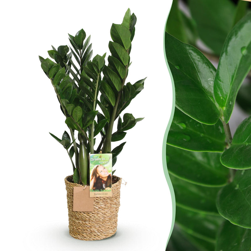 Zamioculcas ZZ-Pflanze mit Korb, pflegeleicht, 65-75cm, Topf 17cm