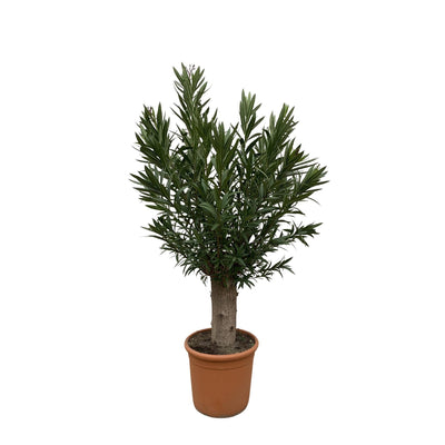 Nerium Oleander Bonsai - 190cm - ø45 - Duftende Blütenpracht