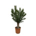 Nerium Oleander Bonsai - 190cm - ø45 - Duftende Blütenpracht Bild 1