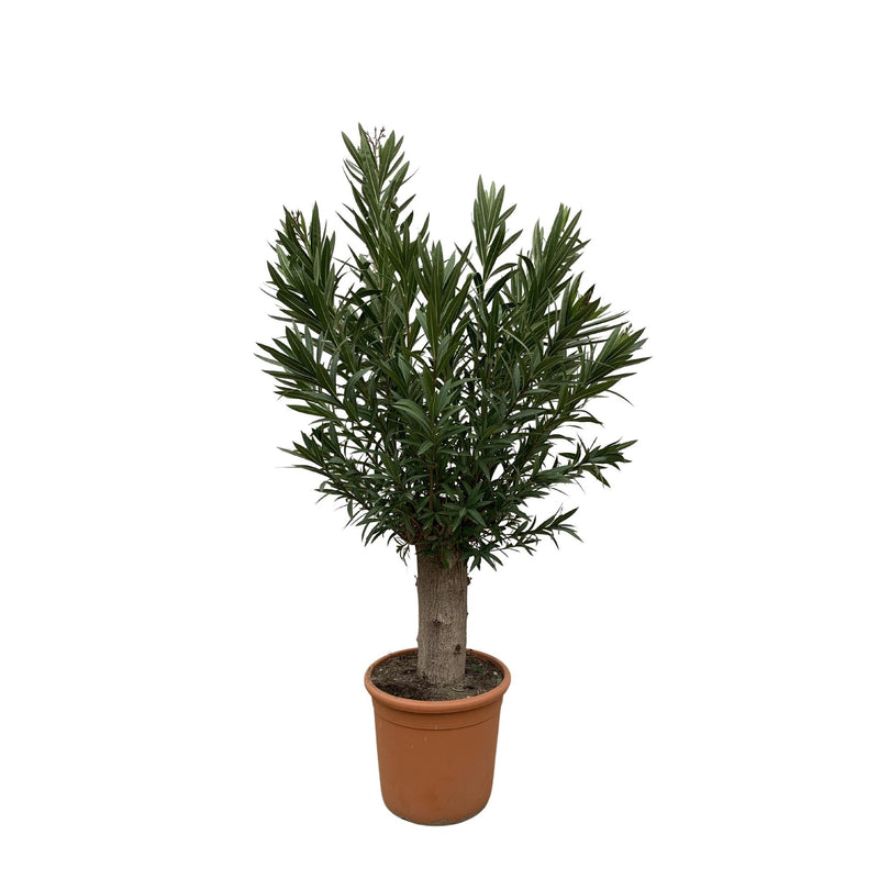 Nerium Oleander Bonsai - 190cm - ø45 - Duftende Blütenpracht