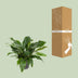 Anthurium Jungle Bush – Ø30cm – ↕70cm Bild 4