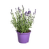 8x Lavender 'Angustifolia' in a 13cm pot, 30-40cm high Bild 1