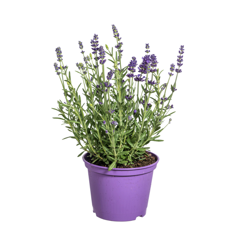 8x Lavender 'Angustifolia' in a 13cm pot, 30-40cm high
