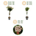 GreenboutiQ: Viburnum tinus Stamm-Pflanze, Immergrün, Weiße/Rosa Blüte Bild 4