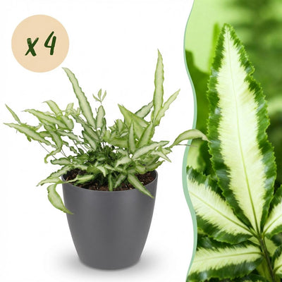 Green BoutiQ Pteris cretica Albolineata Schwertfarn, 4 Pflanzen, 12cm Topf