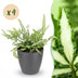 Green BoutiQ Pteris cretica Albolineata Schwertfarn, 4 Pflanzen, 12cm Topf Bild 1