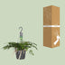Davallia Bullata (Hare's Foot Fern) – Ø17cm, ↕30cm – Unique Indoor Fern Bild 4