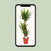 Yucca Elephantipes Ø24cm, 125cm - Exotische Zimmerpflanze Bild 5