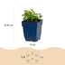 Green boutiQ - Perennial - Nepeta faassenii Snowflake - Catmint - Bee and Butterfly Attractors - White - 24 Plants - Pot 11cm - Height 15-25cm Bild 2