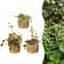 Baby Peperomia Mix (3x) Grün, Rot, Tropisch, Ø6cm Bild 1