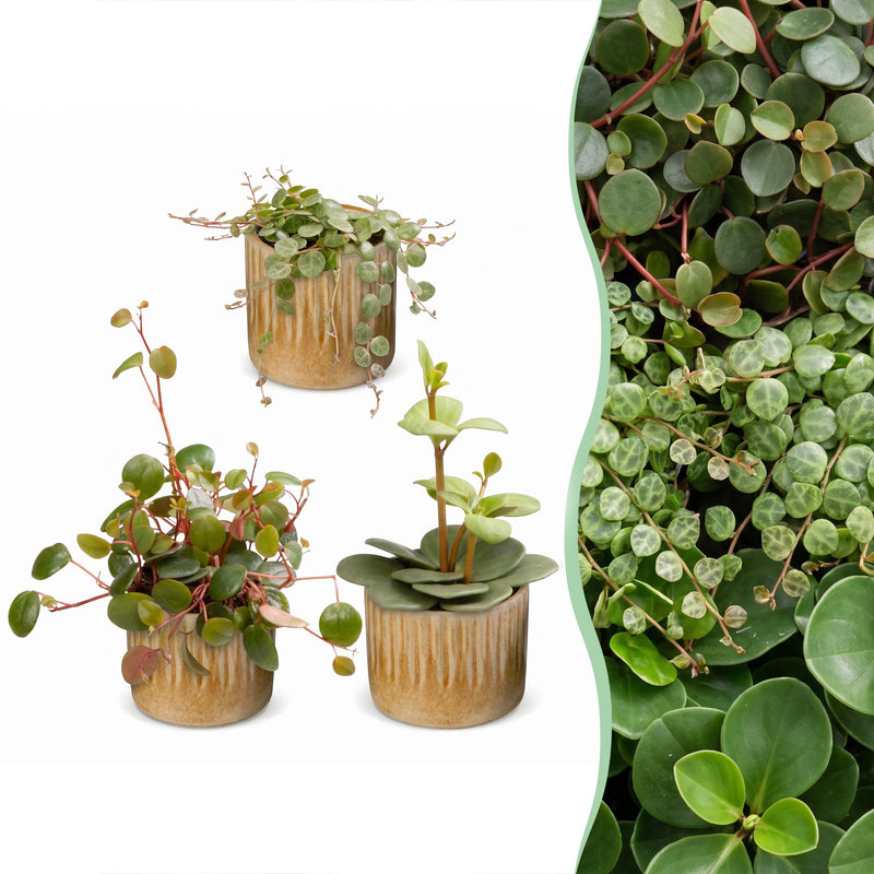 Baby Peperomia Mix (3x) Grün, Rot, Tropisch, Ø6cm