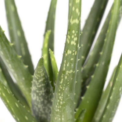 Aloe Vera Zimmerpflanze 40 cm - Pflegeleicht & Dekorativ