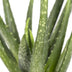 Aloe Vera Zimmerpflanze 40 cm - Pflegeleicht & Dekorativ Bild 2