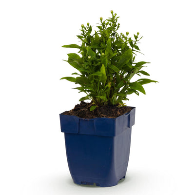 Green boutiQ - Stauden - Aster (D) Schneekissen - Zeeaster - Bienen- und Schmetterlingsmagnete - Weiß - 1 Pflanze - Topf 11cm - Höhe 15-25cm