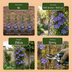 4x Clematis Multi Blue - Waldrebe Multi Blue - Blau - Kletterpflanze - Ø9cm - ↕35cm Bild 5
