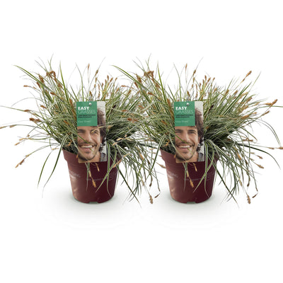 2x Carex oshimensis Everest Gräser, weiß-grün, pflegeleicht, 50cm