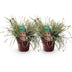 2x Carex oshimensis Everest Gräser, weiß-grün, pflegeleicht, 50cm Bild 2