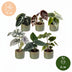 Baby Alocasia Familie: 6 Tropenpflanzen Mix, Ø6cm Töpfe Bild 3