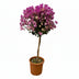 Bougainvillea am Stamm - 110 cm - Ø21cm Bild 1