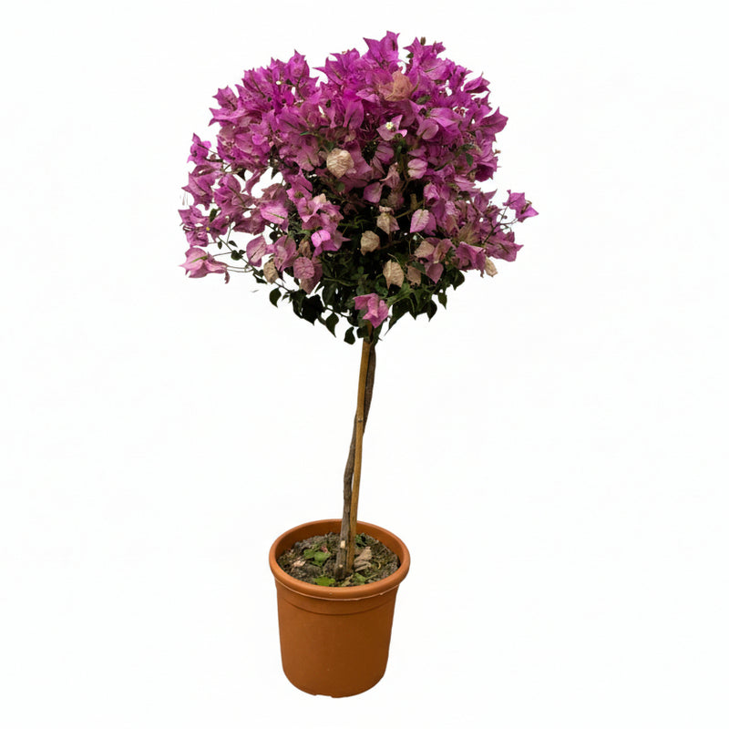 Bougainvillea am Stamm - 110 cm - Ø21cm