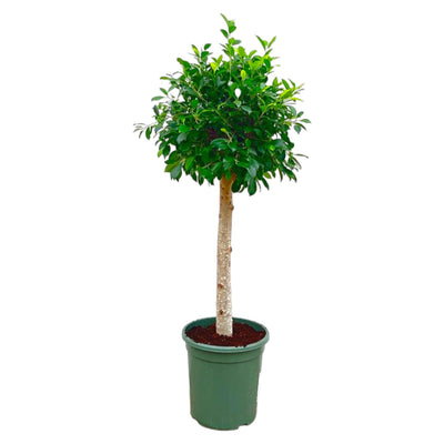 Ficus Nitida auf Stamm – 130 cm – Eleganter Blickfang für Ihr Zuhause