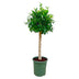 Ficus Nitida auf Stamm – 130 cm – Eleganter Blickfang für Ihr Zuhause Bild 1