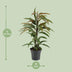 Ficus Binnendijkii Amstel King - Ø17cm - ↕70cm Bild 2