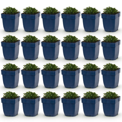 Green boutiQ - Perennial - Campanula portenschlagiana - Peach-leaved Bellflower - Ground cover - Pink - 24 plants - Pot 11cm - Height 15-25cm