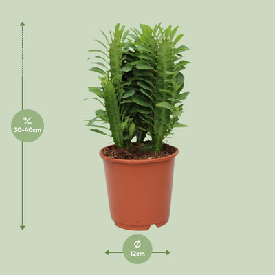 Euphorbia Trigona - Afrikanischer Milchbaum, Ø12cm Topf, 40cm Höhe