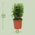 Euphorbia Trigona - Afrikanischer Milchbaum, Ø12cm Topf, 40cm Höhe Bild 2