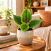 Pilea Moon Valley - Mondtal-Pflanze im Ø6cm Topf - Tropisch Bild 2