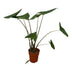 Alocasia Zebrina Zimmerpflanze (80 cm, Ø21cm) - Exotisch & Stilvoll Bild 1