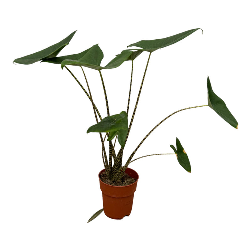 Alocasia Zebrina Zimmerpflanze (80 cm, Ø21cm) - Exotisch & Stilvoll