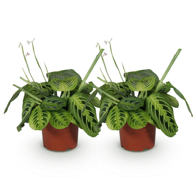 Green boutiQ Maranta Lemon Lime - 2 Pflanzen - Topf 12cm