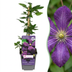 6x Clematis Etoile Viol - Waldrebe Étoile Violette - Lila - Kletterpflanze - Ø9cm - ↕35cm Bild 1