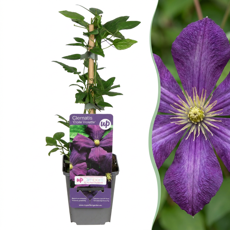 6x Clematis Etoile Viol - Waldrebe Étoile Violette - Lila - Kletterpflanze - Ø9cm - ↕35cm