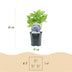 GreenboutiQ - Hortensie - Hydrangea macrophylla Blau - Blüte Blau - 3 Pflanzen - 1m2 - Laubabwerfend - Wenig Pflege - Topf 17cm Höhe 30cm Bild 3